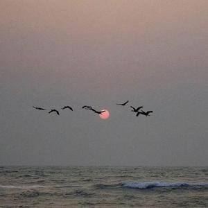 飞鸟游鱼（Prod by Furyl）