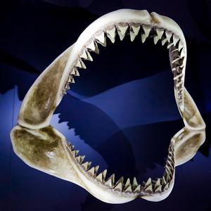 【Free】Fierce (Trap Beat)