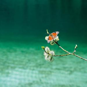 Schnelle Zimmerpflanzen (Schlafzimmer Demo)