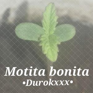 Motita bonita