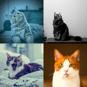 优美小猫器乐