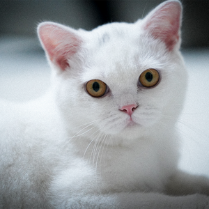 别走好吗（DEMO）