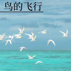 鸟儿的飞翔
