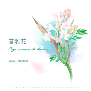 普雅花 (伴奏)