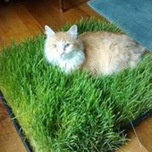 Watagatapitusberry (sped up)