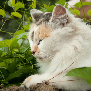 Nature's Purrfect Cat Echoes