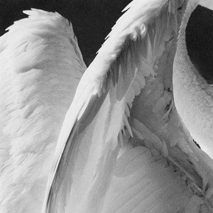 傲慢（arrogant）