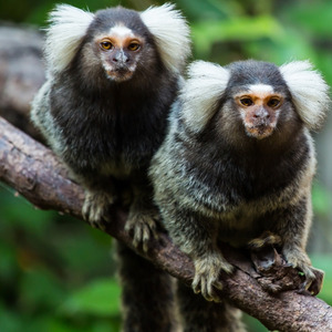 Mico Mico X Tentou Me Enganar