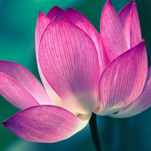 Nam Myoho Renge Kyo