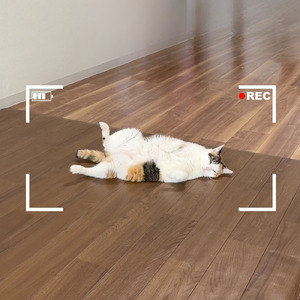 シャッターチャンス！