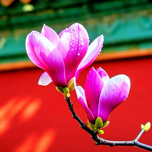 二十四节气之清明