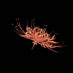 僵（feat.海伊 苍穹）