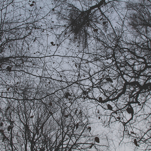 Nest