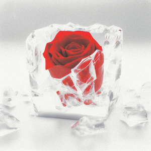 Ice Rose冰封玫瑰