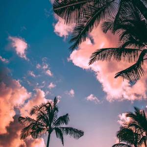 Lover Boy 88（翻自 Higher Brothers）