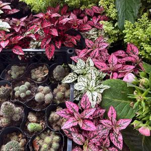 Ahí hay dos (feat. tenshi, 333synx & waera)