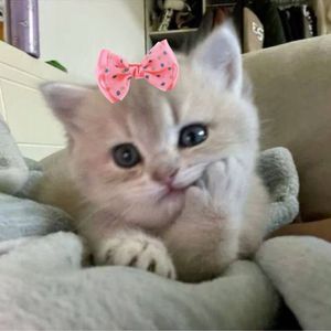 赤壁乱石 TYPE BEAT(0001)