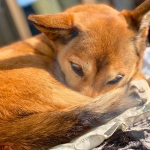 ハナミズキ (feat. 一青窈) [Cover]