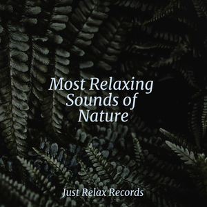 Echoes of Untamed Terrain