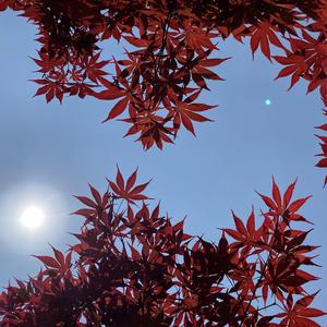 念【prod.by 毒猫毒猫】