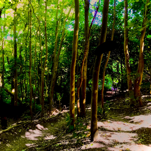 Endless Paths of Wild Park, Pt. 1