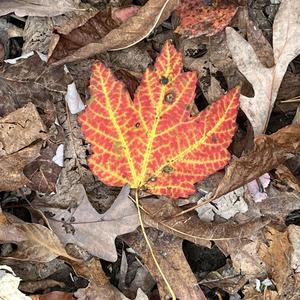 Today I Saw the Leaves