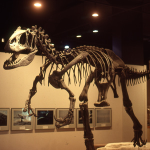 Boisterous (Orchestrated)