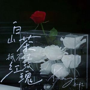 白山茶抵不过红玫瑰