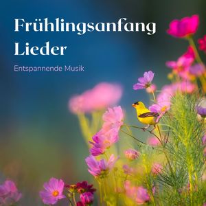 Entspannende Musik mit Naturhintergrund