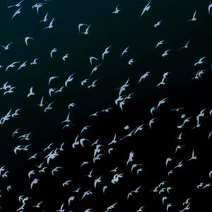 SUMMER REIGN (REMIX)