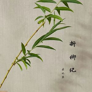 折柳记