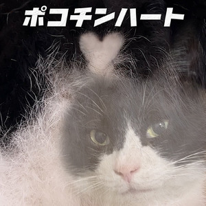 ポコチンハートのうた