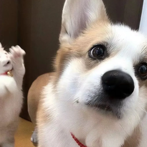 后来的我们（DJ版）