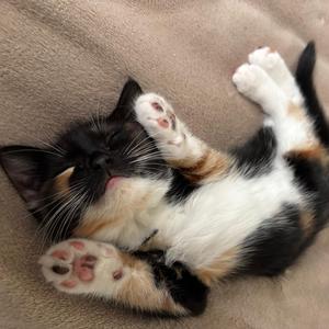 SAILOR SONG (JERK RMX)