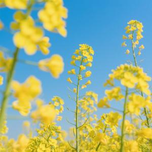 油菜花