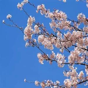 冬至吟游（PROD BY GOAT MUSIC）