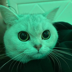 наколки (O***mcore)