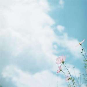 由衷（Cover 晏鸩）