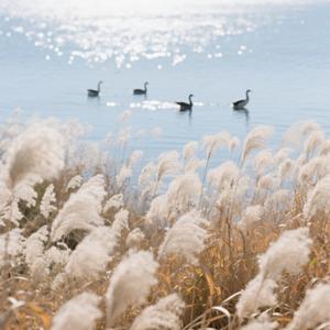 快乐天使（轻音乐）