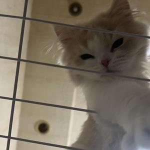 烟火里的尘埃0.8x