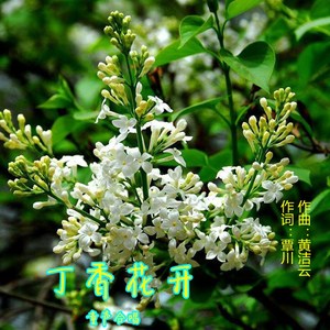 丁香花开
