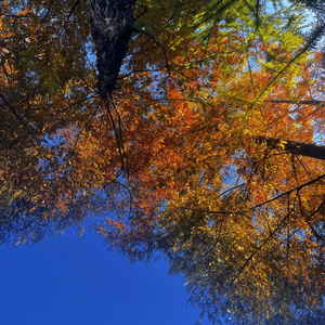我的世界很小 装下你刚刚好