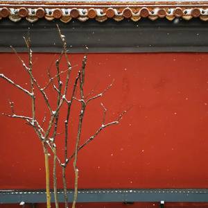 Miss You Tonight（翻自 茶小姐和熊先生）