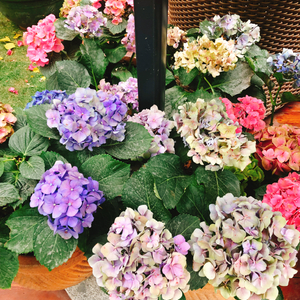 Palette（翻自 巡音ルカ）