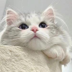 灵秀（梦里春）