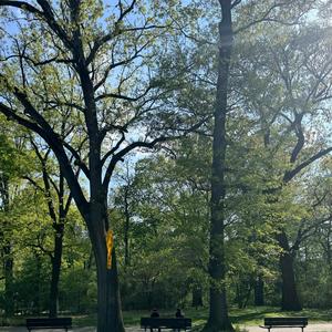 indica sleaze patch (feat. Zuko, Kru & Chase Salvia)