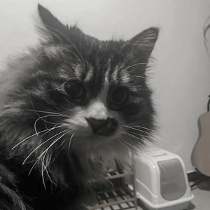 挪威森林的猫 ft. 万万