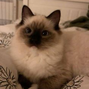 Silk and Cologne (nightcore)