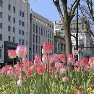 咚咚锵（DJ版）