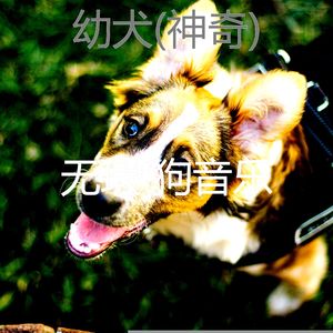 神奇-睡觉的小狗
